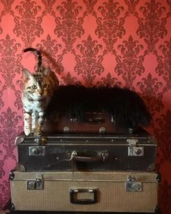 Tapete Georgina Erdbeerrot