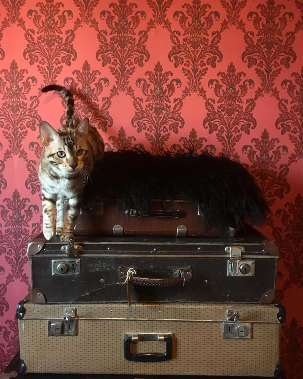 Tapete Georgina Erdbeerrot 1 Tapete Georgina Erdbeerrot